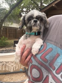 Tootie - ADOPTION IN PROCESS - Photo 1