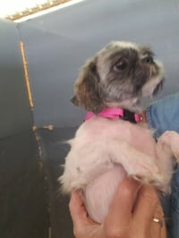 Tootie - ADOPTION IN PROCESS - Photo 2