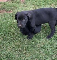 Lenny - ADOPTION IN PROCESS - Photo 1