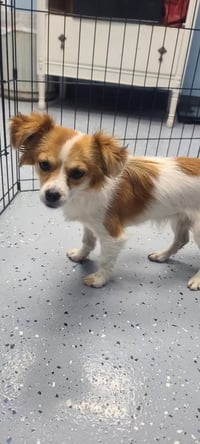 Shirley - ADOPTION IN PROCESS - Photo 1