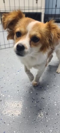 Shirley - ADOPTION IN PROCESS - Photo 2