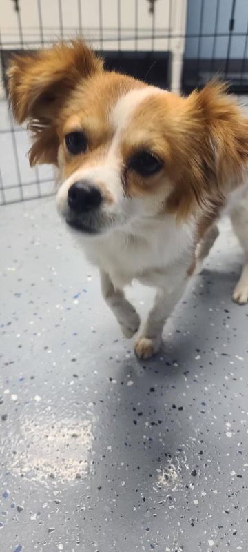 SHIRLEY - ADOPTION IN PROCESS - Terrier available for adoption