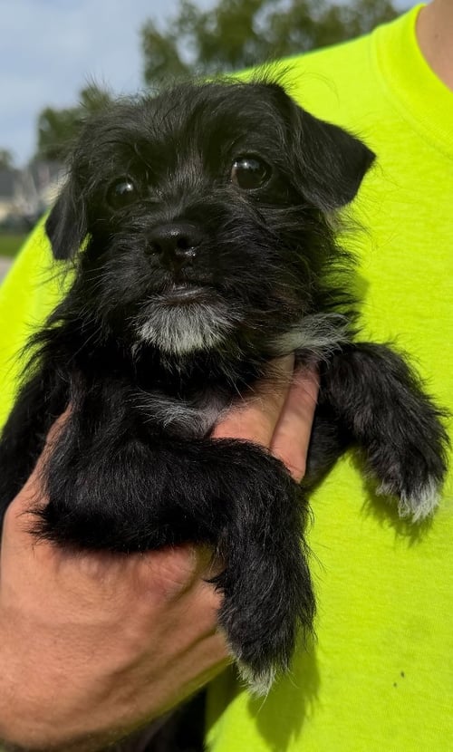 ANNA - Terrier for adoption in Milwaukee