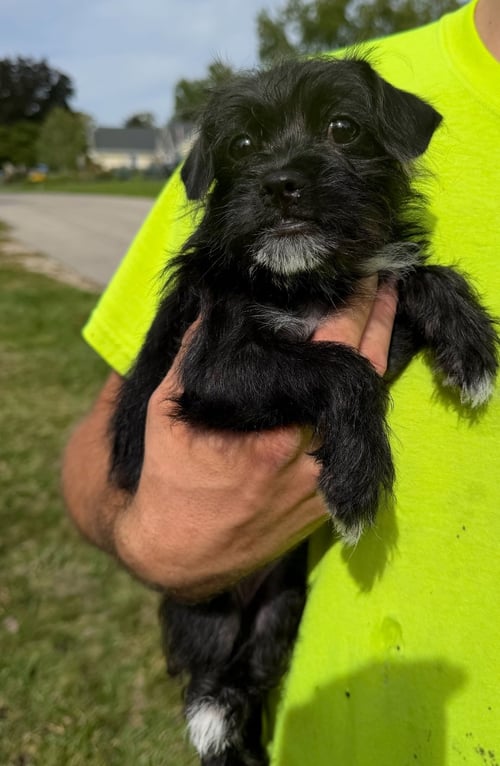 ANNA - Terrier available for adoption