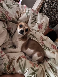 SPONSOR ME - Roger - Photo 1