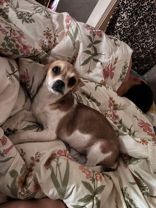 SPONSOR ME - ROGER - Chihuahua available for adoption