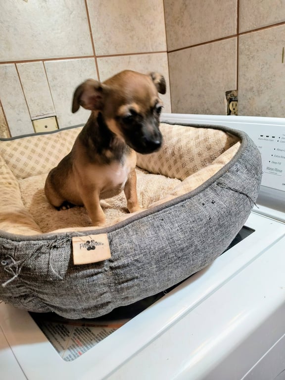 Celaya - ADOPTION IN PROCESS Image