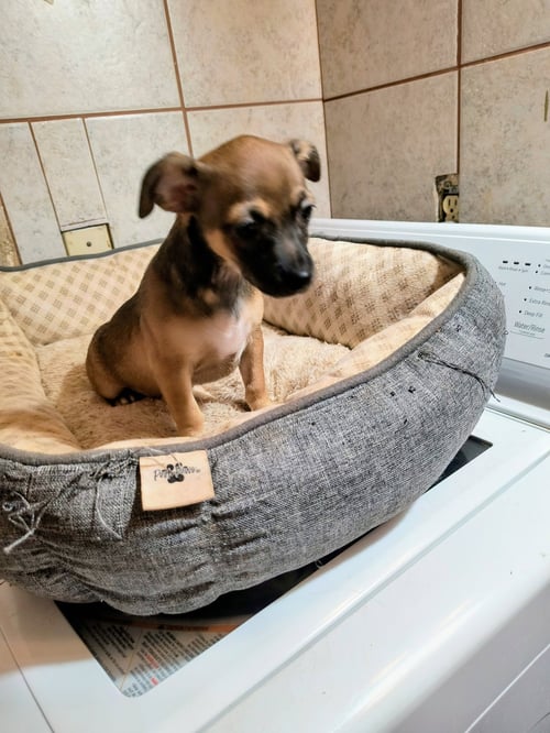 CELAYA - ADOPTION IN PROCESS - Chihuahua available for adoption