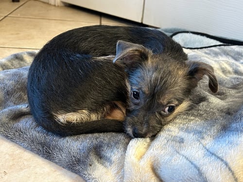 RUBY - ADOPTION IN PROCESS - Terrier for adoption in Milwaukee