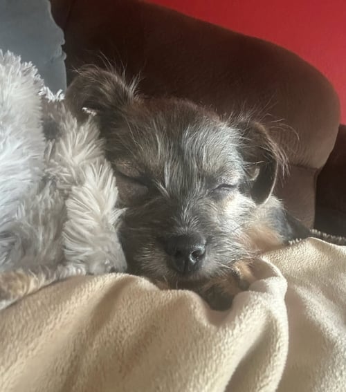 RUBY - ADOPTION IN PROCESS - Terrier available for adoption