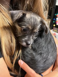 Ruby - ADOPTION IN PROCESS - Photo 3