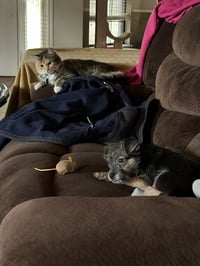 Ruby - ADOPTION IN PROCESS - Photo 4