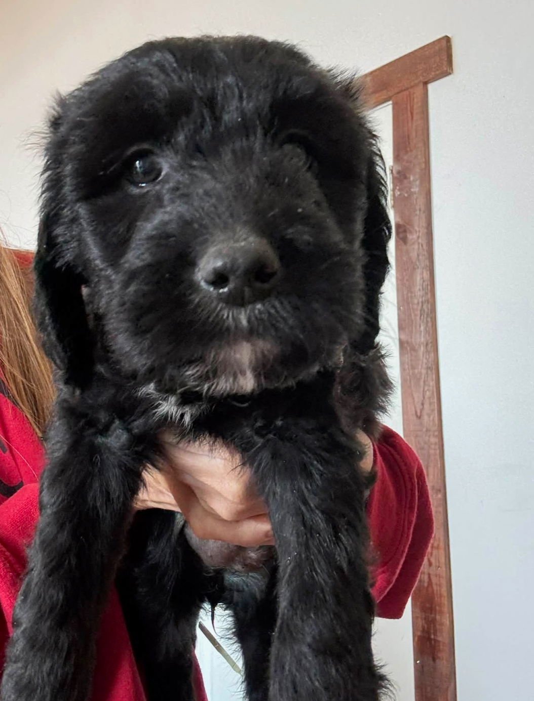 DARIAN - Poodle (Standard) / Black Mouth Cur available for adoption