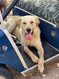 Scooter - ADOPTION IN PROCESS - Photo 1