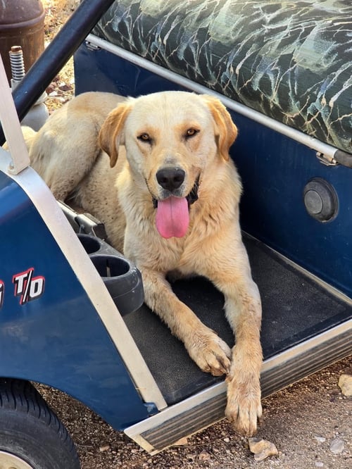 SCOOTER - ADOPTION IN PROCESS - Labrador Retriever available for adoption