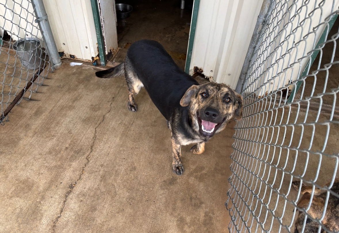 LUNA - Shepherd / Plott Hound available for adoption