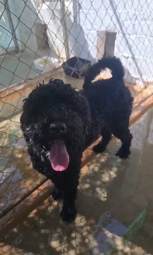 MILO - Poodle (Standard) available for adoption