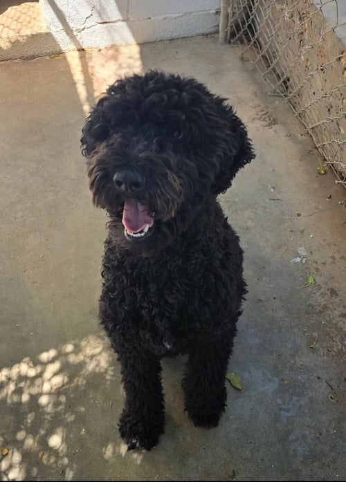 MILO - Poodle (Standard) available for adoption