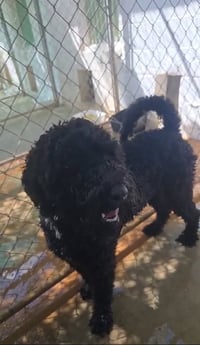 Milo - Photo 4