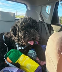 Milo - Photo 3