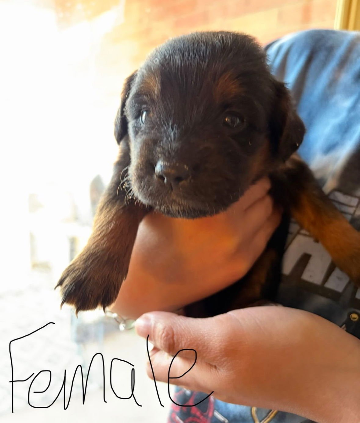 TWIX - ADOPTION IN PROCESS - Golden Retriever available for adoption