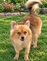 Bentley - ADOPTION IN PROCESS - Photo 1