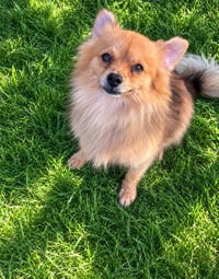 Bentley - ADOPTION IN PROCESS - Photo 2