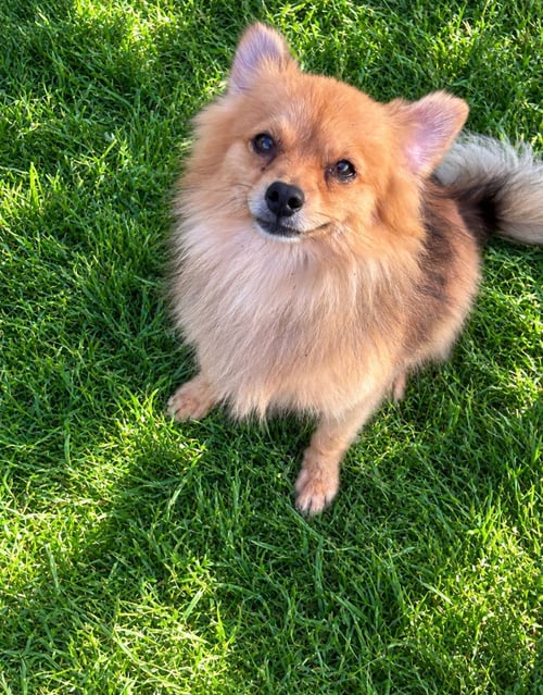 BENTLEY - ADOPTION IN PROCESS - Pomeranian available for adoption