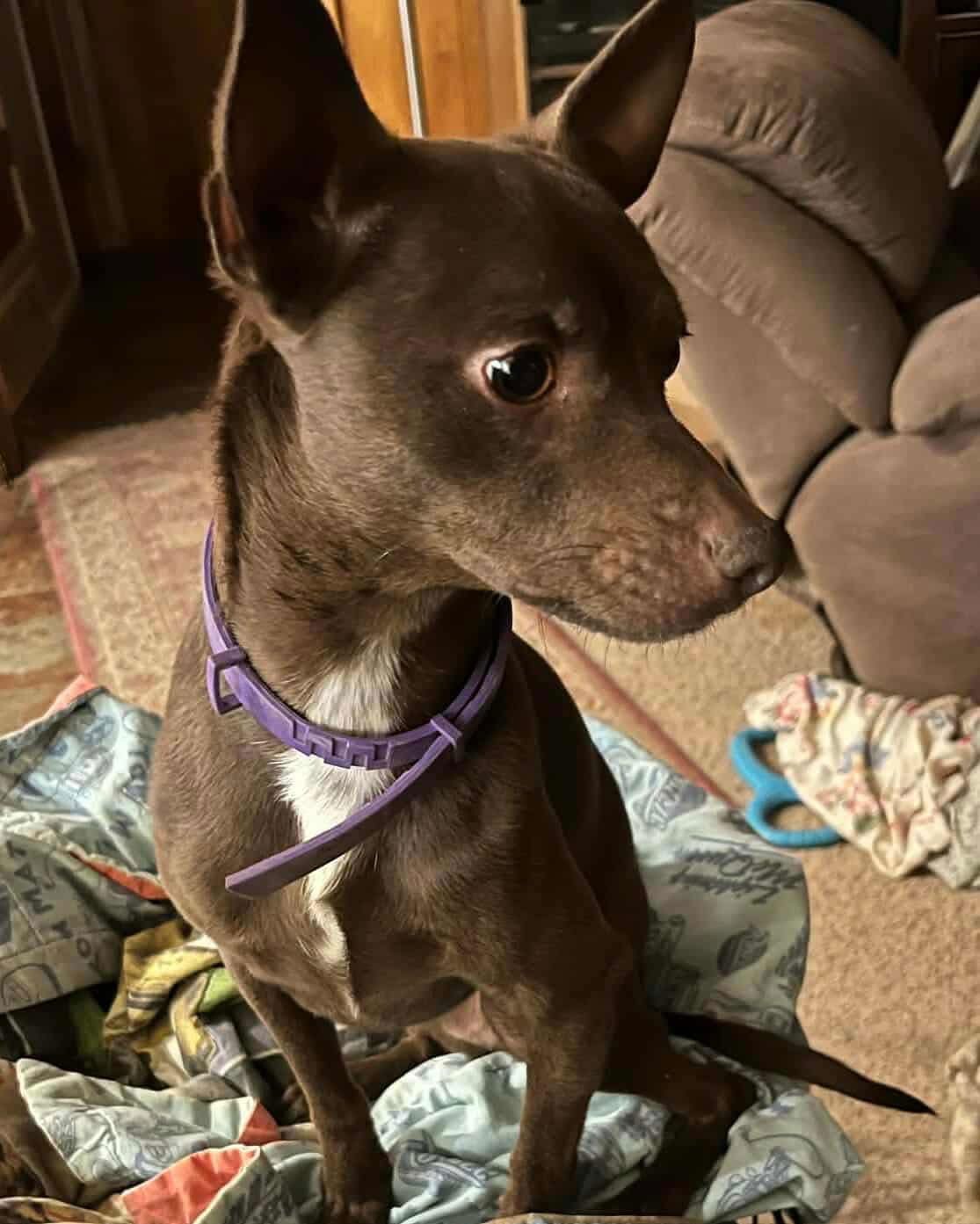 PRETZEL - ADOPTION IN PROCESS - Chihuahua available for adoption