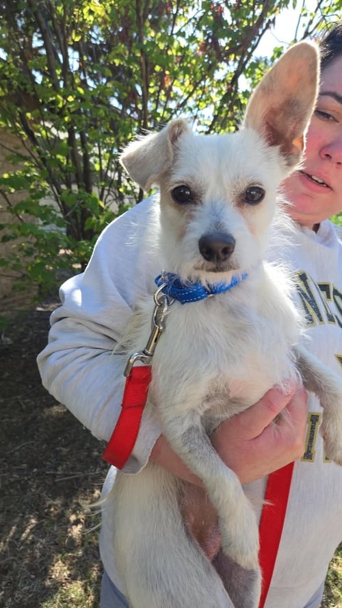 ARLO - ADOPTION IN PROCESS