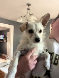 Arlo - ADOPTION IN PROCESS - Photo 2