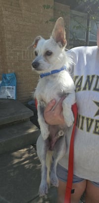 Arlo - ADOPTION IN PROCESS - Photo 3