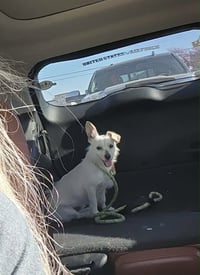 Arlo - ADOPTION IN PROCESS - Photo 4