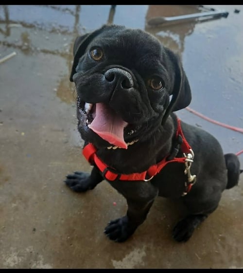 TUG - ADOPTION IN PROCESS - Pug for adoption in Milwaukee