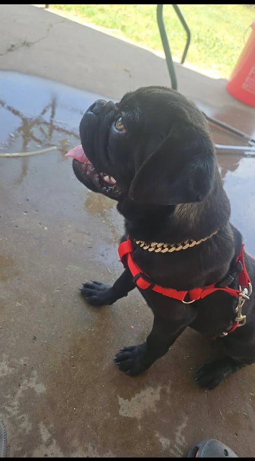 TUG - ADOPTION IN PROCESS - Pug available for adoption