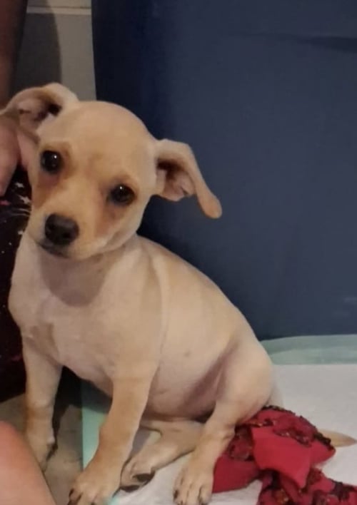 MERCEDES - ADOPTION IN PROCESS - Chihuahua for adoption in Milwaukee