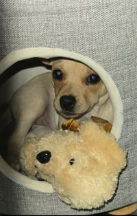 Mercedes - ADOPTION IN PROCESS - Photo 2