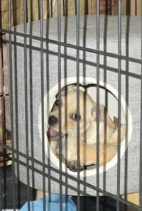 Mercedes - ADOPTION IN PROCESS - Photo 4