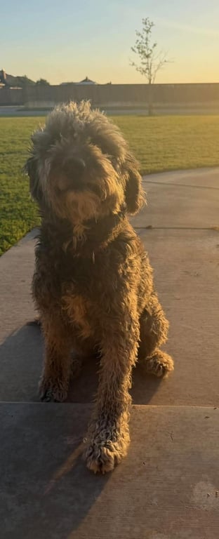 Muddy - ADOPTION IN PROCESS Image
