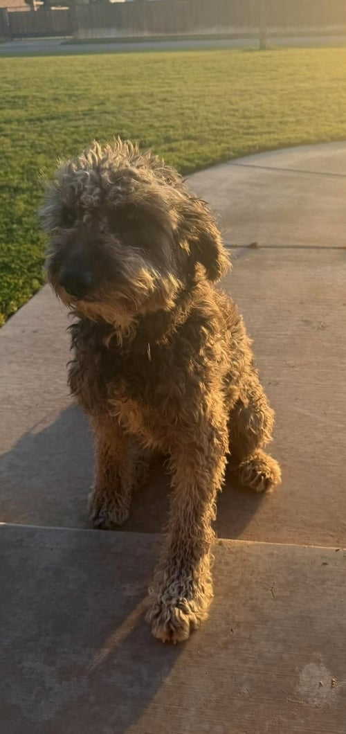 MUDDY - ADOPTION IN PROCESS - Poodle (Standard) available for adoption
