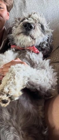 Muddy - ADOPTION IN PROCESS - Photo 4