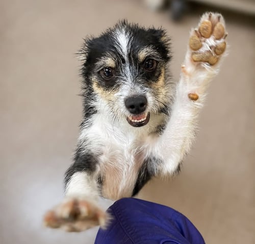 FLOR - ADOPTION IN PROCESS - Terrier available for adoption