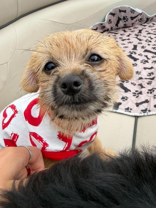 OLIVE - Terrier available for adoption