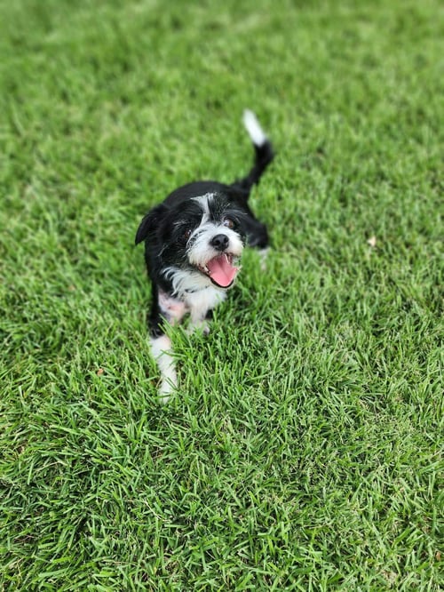DOT - ADOPTION IN PROCESS - Terrier available for adoption