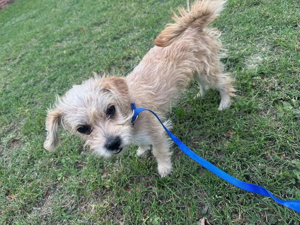 Holly Joy - ADOPTION IN PROCESS Image