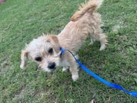 Holly Joy - ADOPTION IN PROCESS - Photo 1