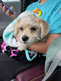 Holly Joy - ADOPTION IN PROCESS - Photo 2