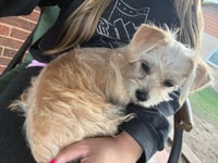 Holly Joy - ADOPTION IN PROCESS - Photo 3