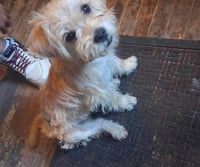 Holly Joy - ADOPTION IN PROCESS - Photo 4