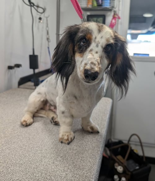 OLLIE - Dachshund available for adoption